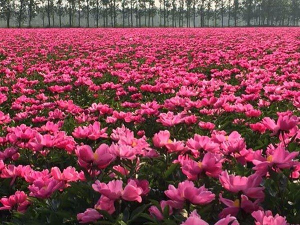 芍藥花海