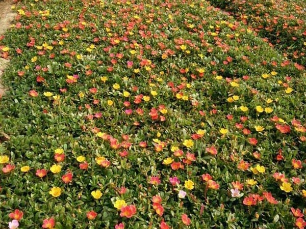 太陽花