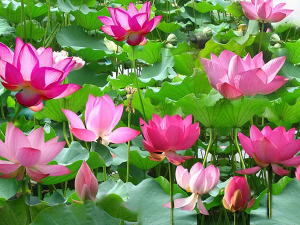 荷花